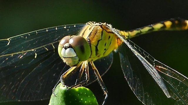 Dragonfly lands on a leaves in tropical rain forest. 