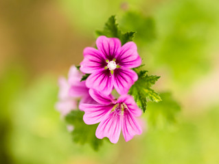 beautiful purple flower in nature