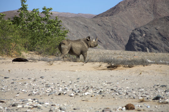 Black Rhinoceros (Diceros bicornis) in Skeleton Desert in Namibi