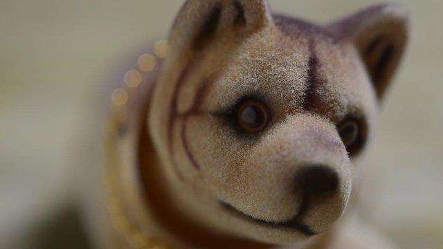 Сибирский хаски Siberian husky Sibiřsk&yacute; هسكي سيبيري Сібірскі хаскі Сибирско хъски pet siberiano Սիբիրյան հասկի シベリアン・ハスキー 西伯利亞雪橇犬 Siperianhusky Dog sitting