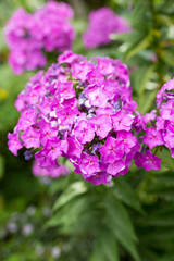 beautiful purple flower in nature