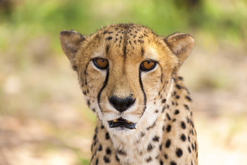 Portrait of Cheetah looking at the camera, Namibia. Selective fo