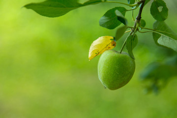 Golden Delicious Apple