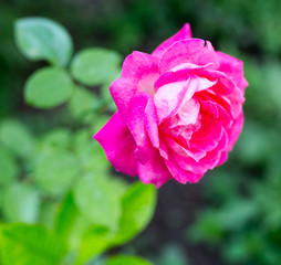 beautiful red flower in nature