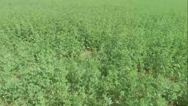 Raggiungere nel prato drone