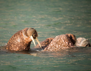 Obraz premium walrus in Siberai