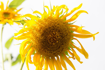 beautiful yellow flower of a sunflower on nature