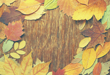 autumn background