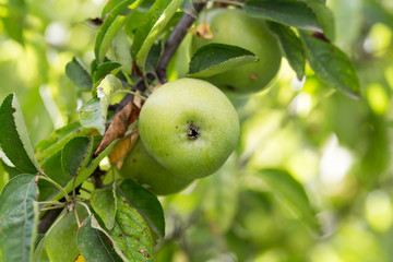 green apple on the tree