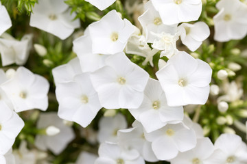 beautiful white flower in nature