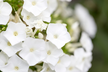 Fototapeta na wymiar beautiful white flower in nature
