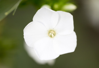 beautiful white flower in nature