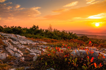 Blueberry bushes turn a beautiful vivid red in early autumn as the sun sets at the top of High Point State Park, New Jersey