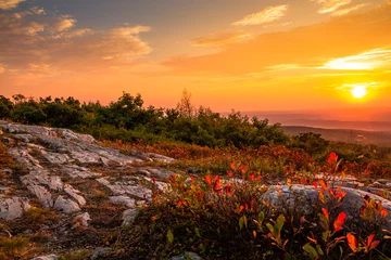 Plexiglas schilderij Bergen Blueberry bushes turn a beautiful vivid red in early autumn as the sun sets at the top of High Point State Park, New Jersey  © rabbitti