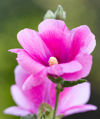 beautiful red flower in nature