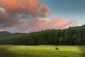 Elk Grazing at Sunrise