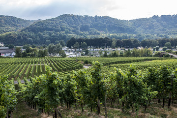 Fototapeta na wymiar Wineyard German Region Moselle River Winningen 2