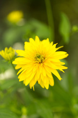 beautiful yellow flower in nature