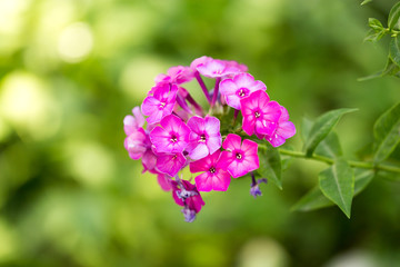 beautiful purple flower in nature