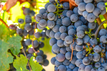 Red Wine Grapes on the Vine
