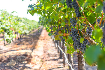 Red Wine Grapes on the Vine - 121071527