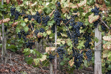 Red Wine grapes Region Moselle River Winningen 3