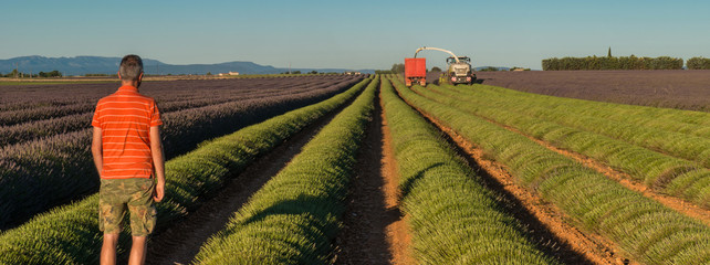 Lavender harvest