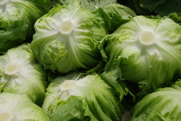 畑で採れたてのレタス