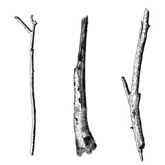 Hand drawn twig branches set. Ink illustration wood twig collection, isolated nature forest object, tree branch, stick bundle. Highly detailed ink art classic drawing elements. Vector.