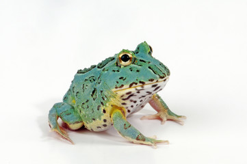 Fototapeta premium Pacman Frog - Horned Frog (Ceratophrys cranwelli) Peppermint