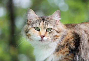 lonely stray cat tortoiseshell tricolor color is sitting on the porch of a wooden house.