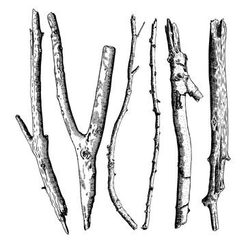 Hand drawn twig branches set. Ink illustration wood twig collection, isolated nature forest object, tree branch, stick bundle. Highly detailed ink art classic drawing elements. Vector.