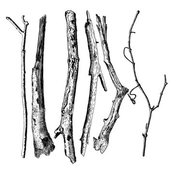 Set of detailed and precise ink drawing of wood twigs, forest collection, natural tree branches, sticks, hand drawn driftwoods forest pickups bundle. Rustic design, classic drawing elements. Vector. 