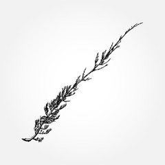 Fototapeta premium Hand drawn herbal plants or wild grass, sketch of wild flowers and cereal herbs, botanical drawing of floral elements. Vector.