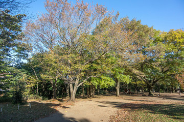 駒場野公園