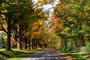 Row of colorful trees along a country road on an Autumn day 