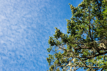 pine tree  and clouds