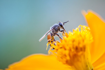 bee