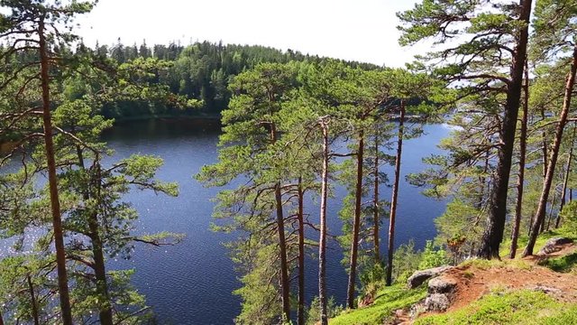 Coniferous forest on the steep coast of the island of Valaam. Lake Ladoga in northern Russia.