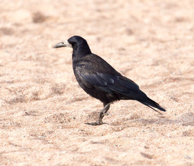black crow on the sand