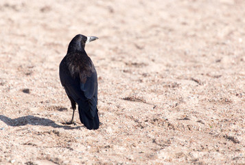 Obraz premium black crow on the sand