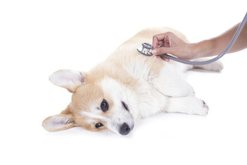 Veterinarian examining corgi dog on white background