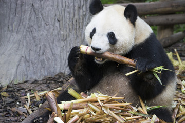 Fototapeta premium giant panda bear eating bamboo