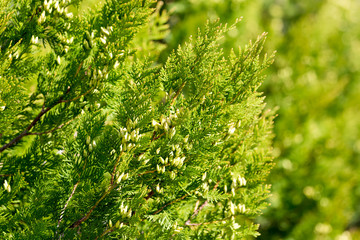 arborvitae branches in nature as a background