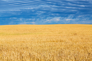 Farm fields near Billings, Montana on a summer day. 