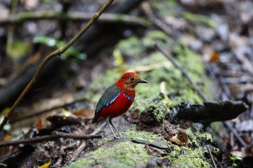 Blue banded Pitta / This is very rare wild bird photo which was took in Malaysia Borneo.
This bird name is Blue banded Pitta.