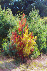Golden Glowing Maple Tree in Autumn