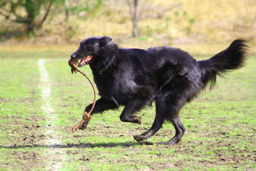 ボールで遊ぶグローネンダール
