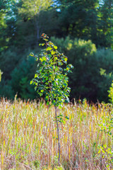 colorful mountain scene on an autumn
