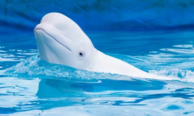 Foto op Plexiglas Dolfijn witte dolfijn in het zwembad